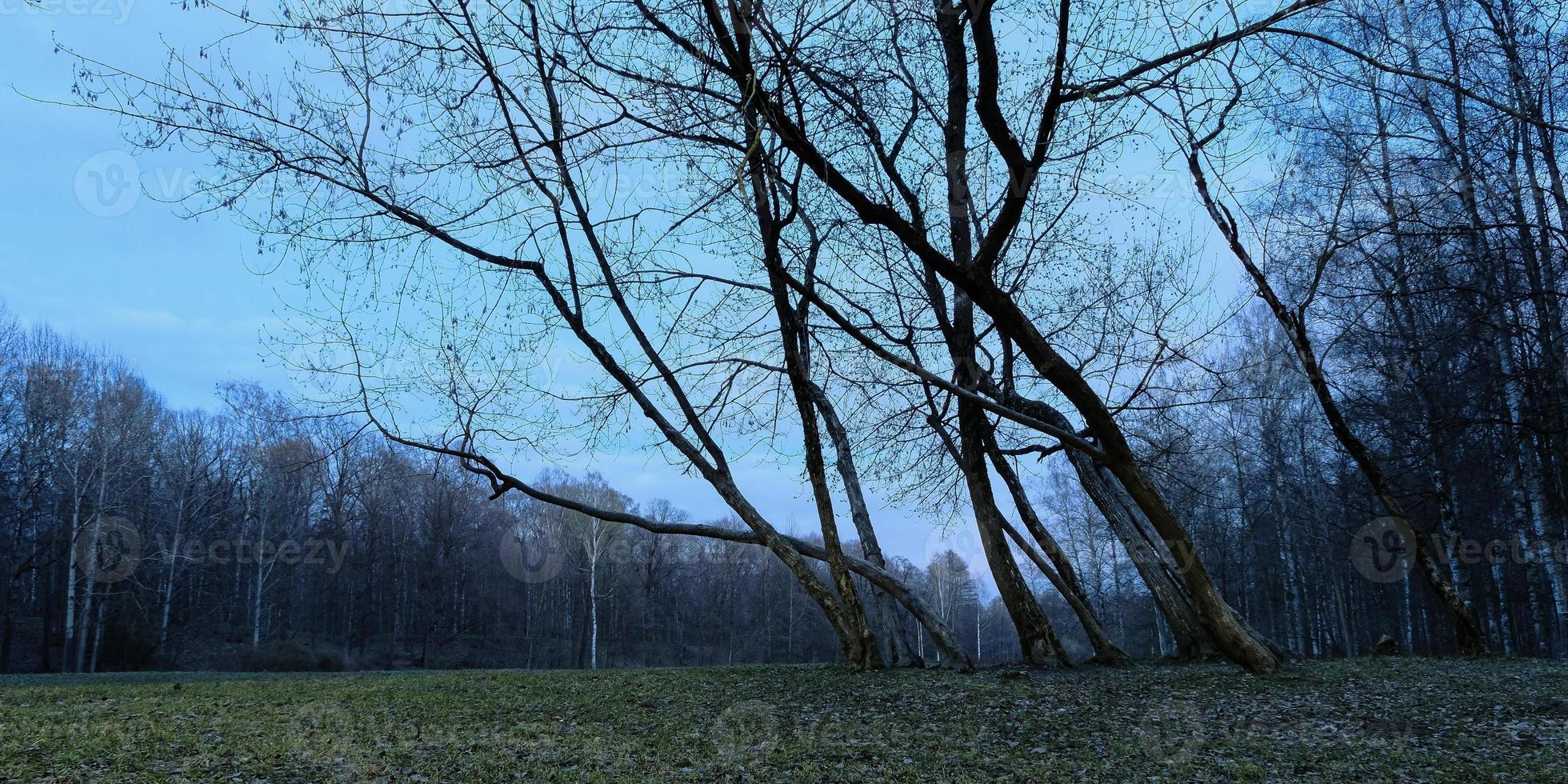 nebliger Frühlingsmorgen im Waldpanorama in der blauen Stunde foto