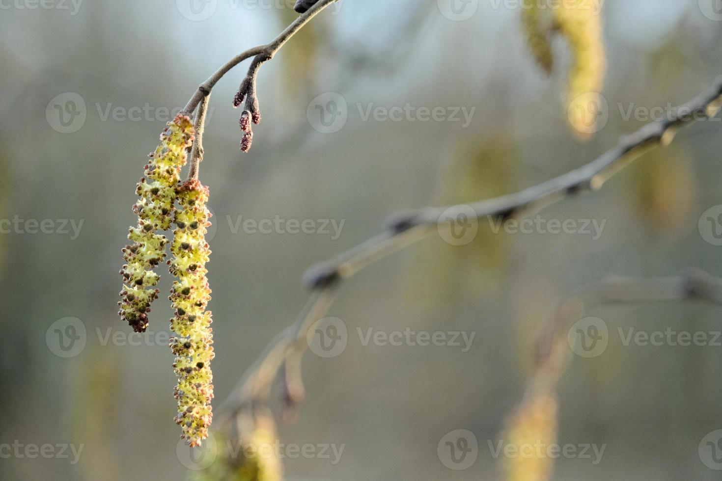 Weidenbaumzweig mit jungen Blütenkätzchen im Frühlingsgarten foto