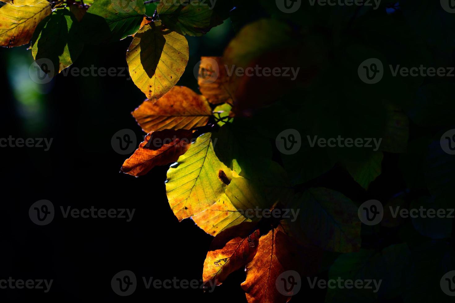 Herbstblätter von der Sonne von hinten beleuchtet foto