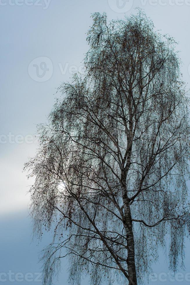 Birke allein am Himmel foto