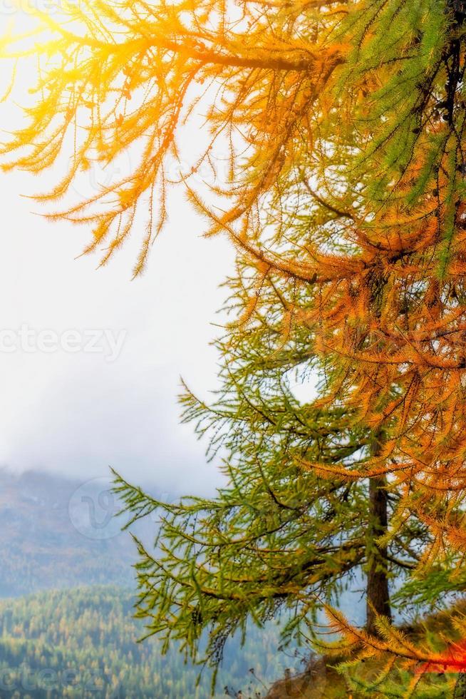 Herbstkiefer auf Schweizer Alpen foto