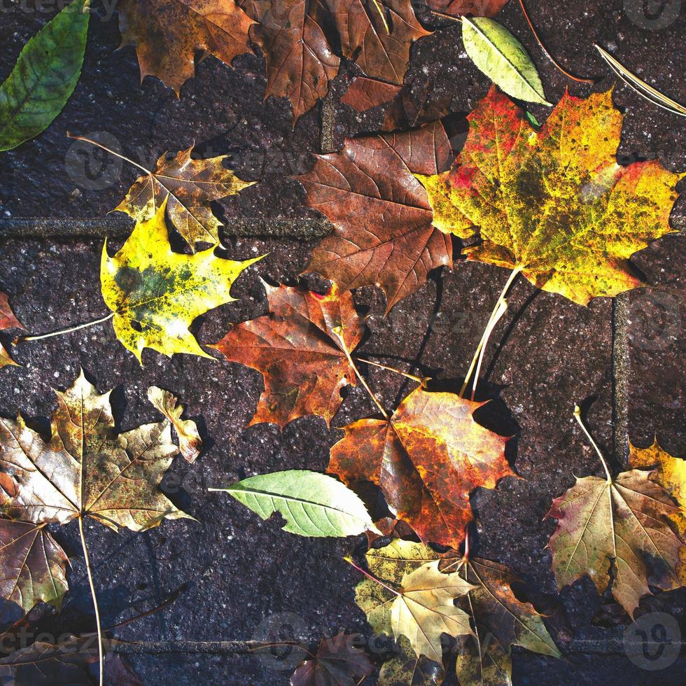 Herbstblätter sind bei Regen zu Boden gefallen foto