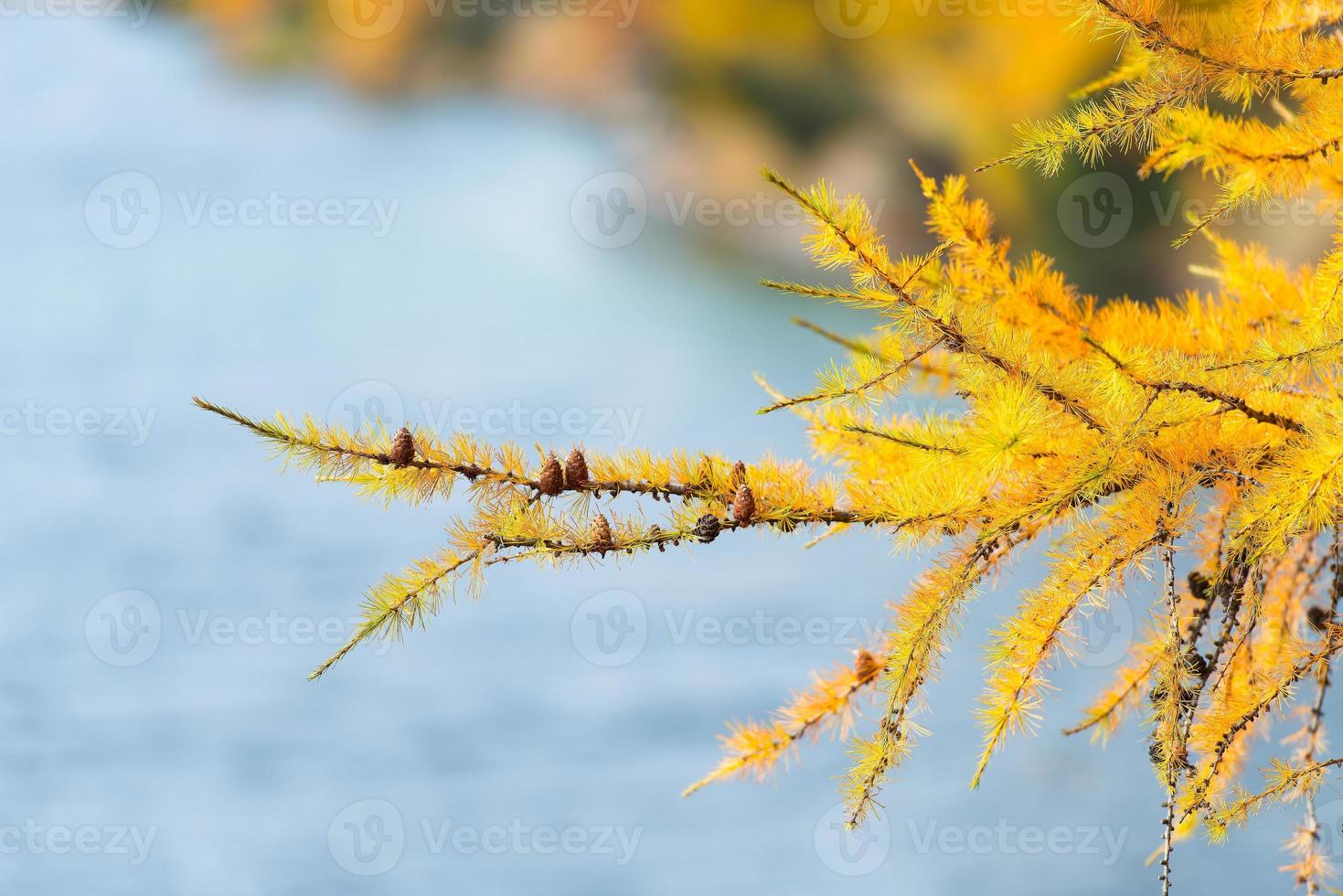 Zweig der Lärche Farbe Gold Herbst foto