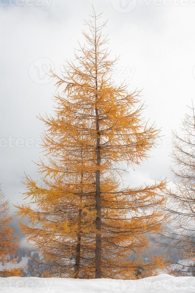 goldfarbene Herbstlärche beim ersten Schneefall foto