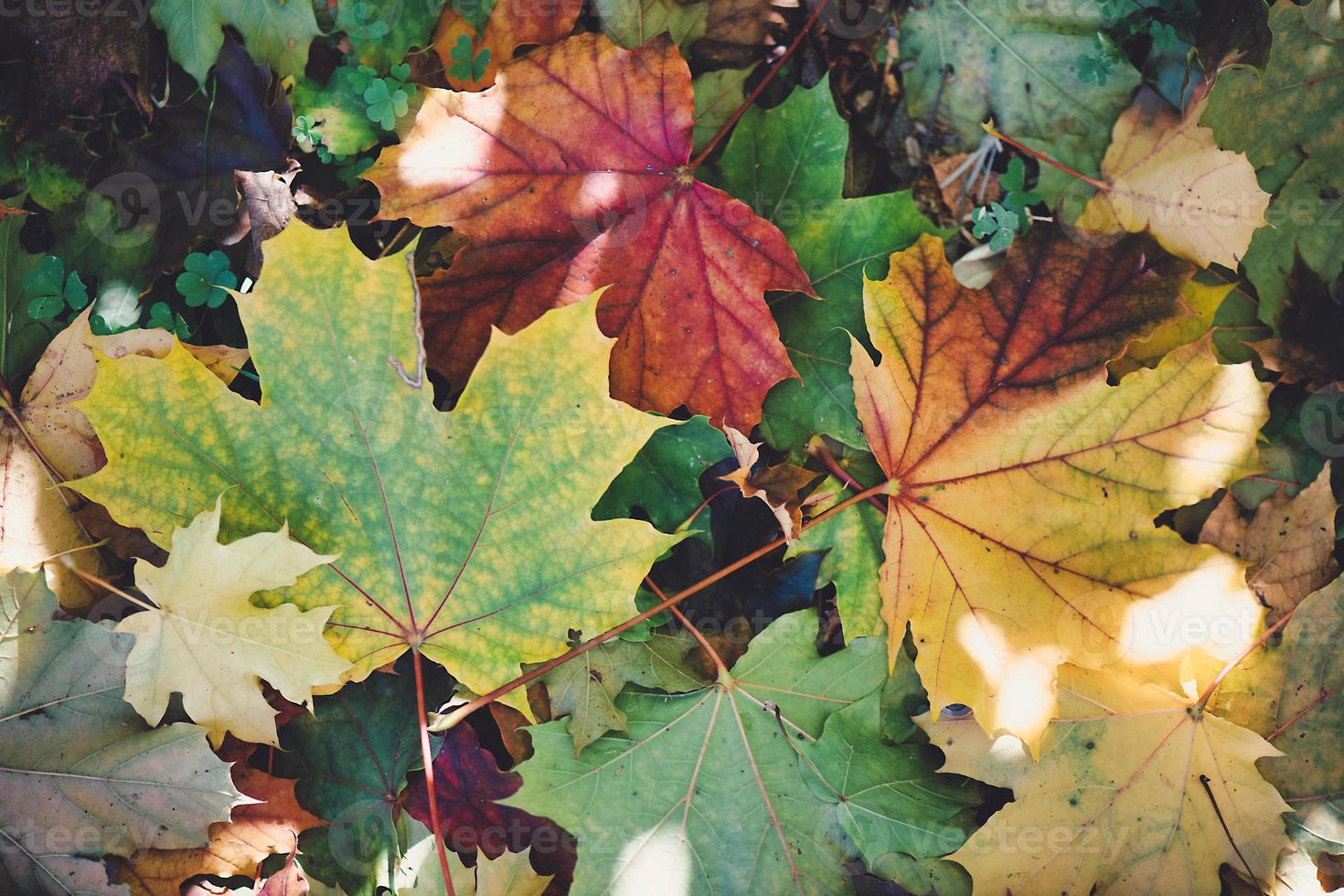 Details von frisch gefallenen Blättern im Herbst foto