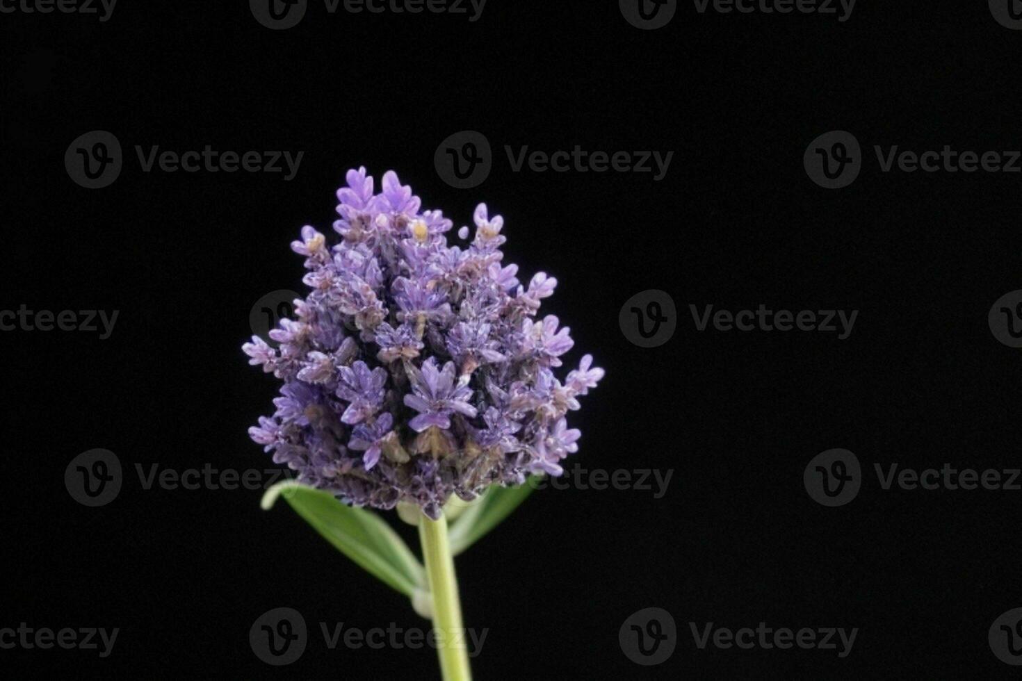 Lavendel Blume. Hintergrund. ai generativ Profi Foto