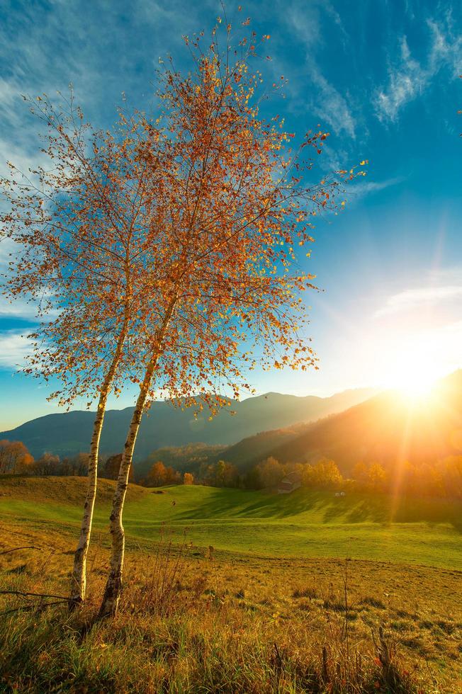 zwei kleine Birken in der Herbstsonne foto
