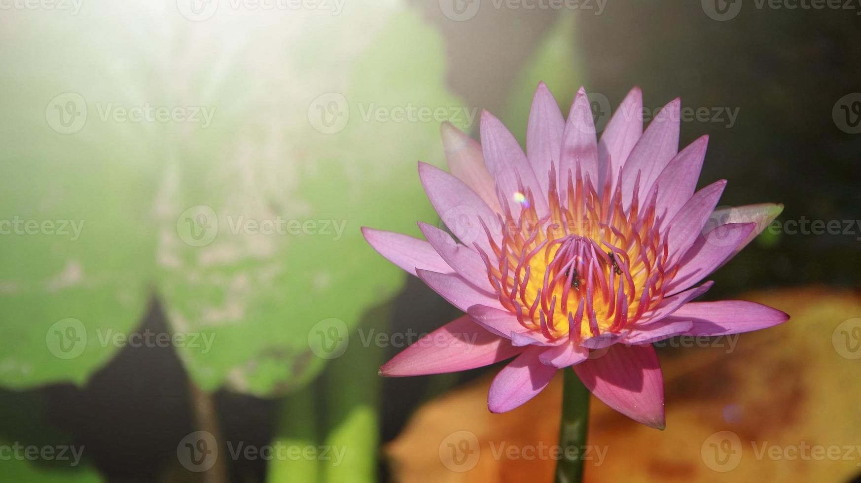 Nahaufnahme heller rosa Lotus in einem Teich mit Sonnenlicht foto