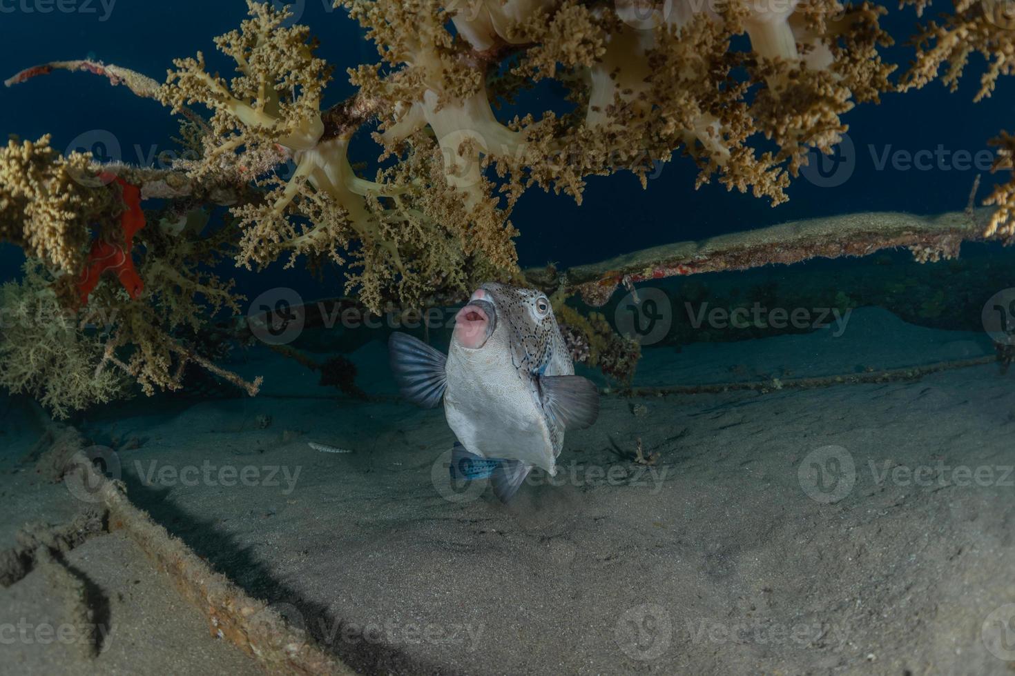 fische schwimmen im roten meer, bunte fische, eilat israel foto