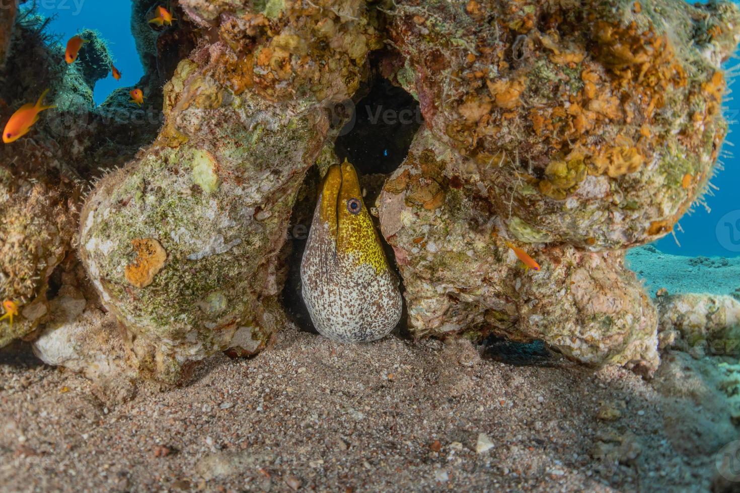 muräne mooray lycodontis undulatus im roten meer, eilat israel foto