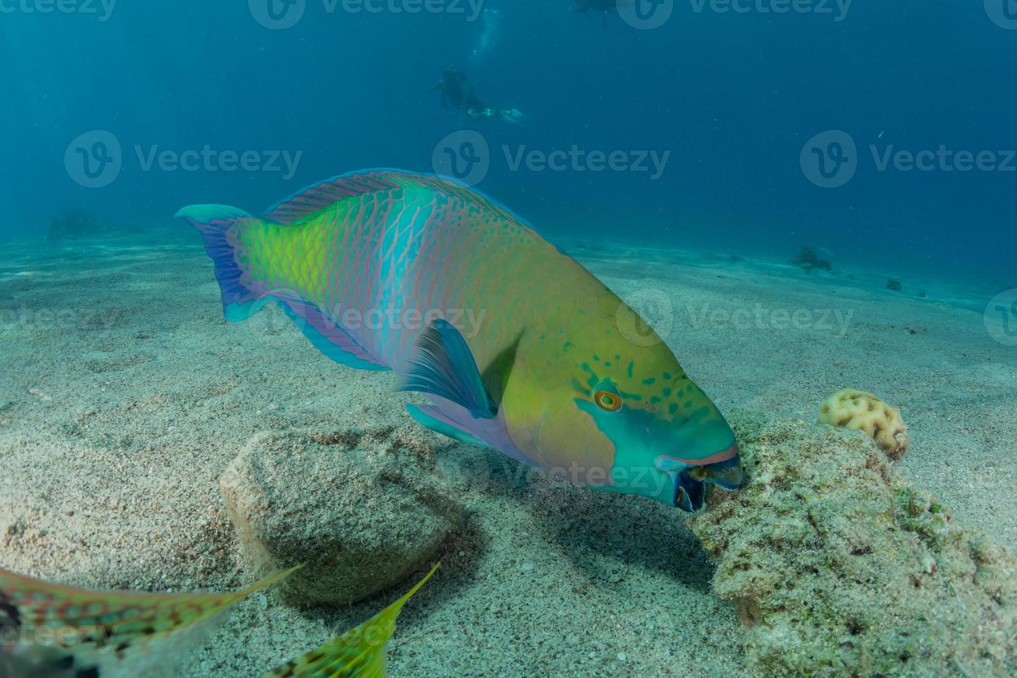 fische schwimmen im roten meer, bunte fische, eilat israel foto