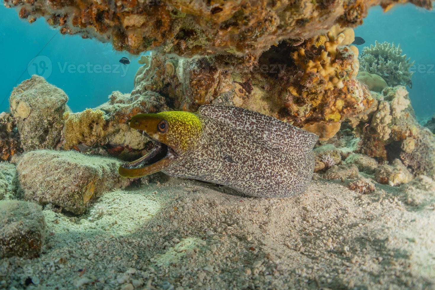 muräne mooray lycodontis undulatus im roten meer, eilat israel foto