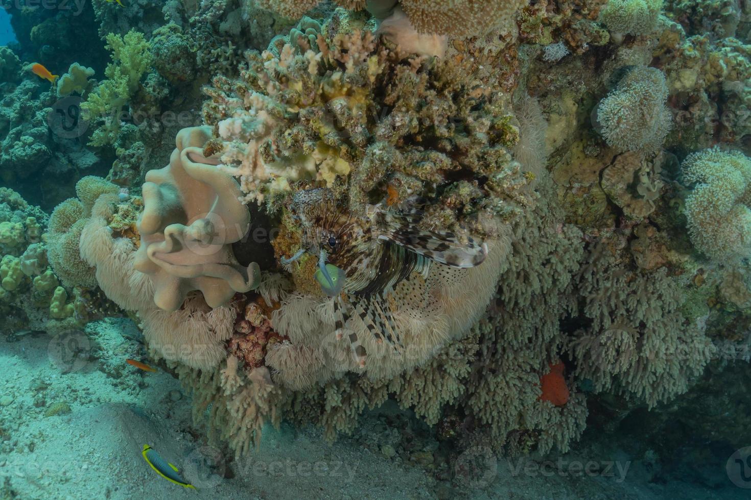 Korallenriff und Wasserpflanzen im Roten Meer, Eilat Israel foto