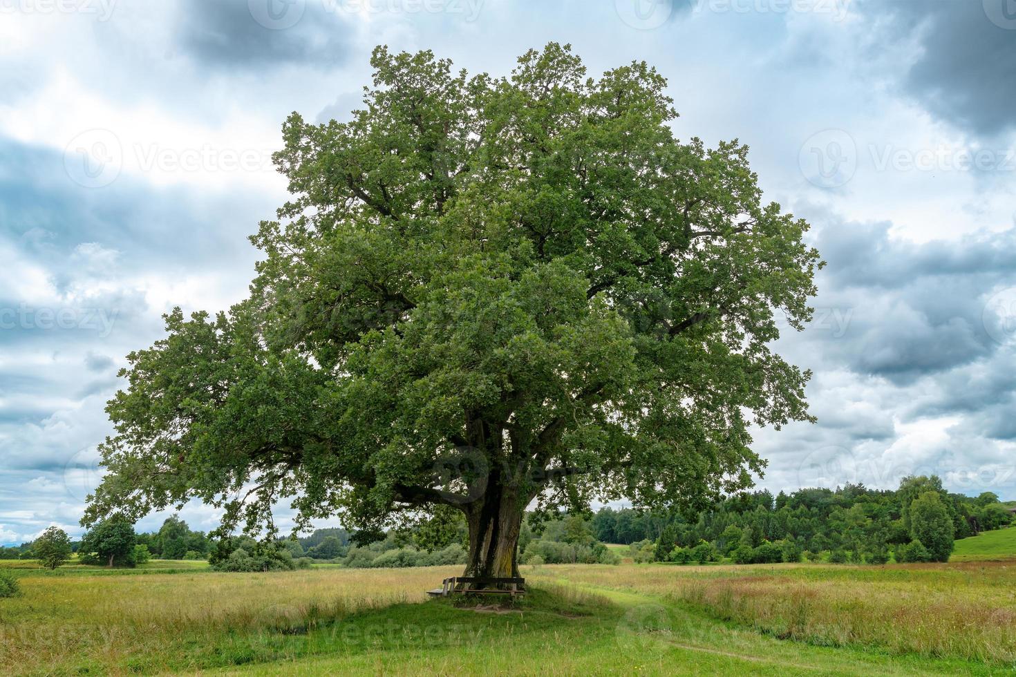 Eine einzelne Eiche in Bayern steht isoliert auf einer Wiese foto