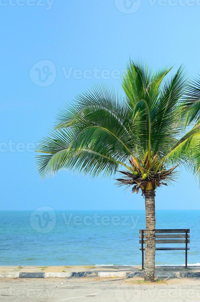 Bank in Strandnähe mit grüner Kokospalme foto