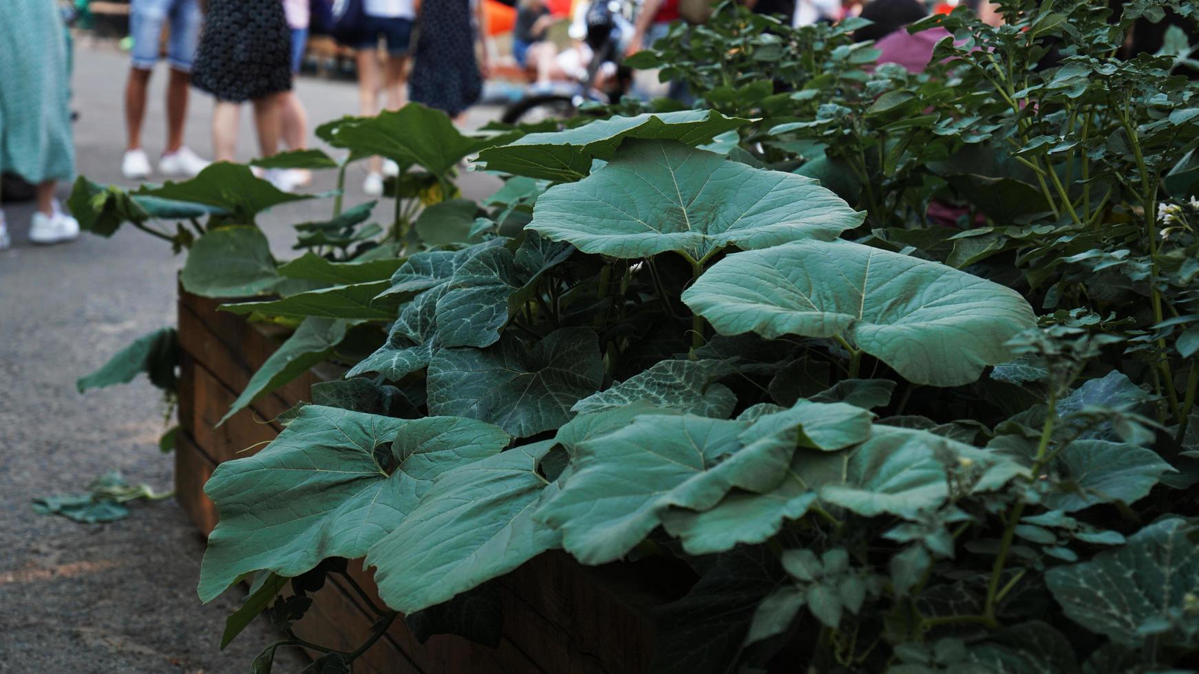 Gemeinschaftsgartenarbeit. urbaner Gemüsegarten an einem öffentlichen Ort foto