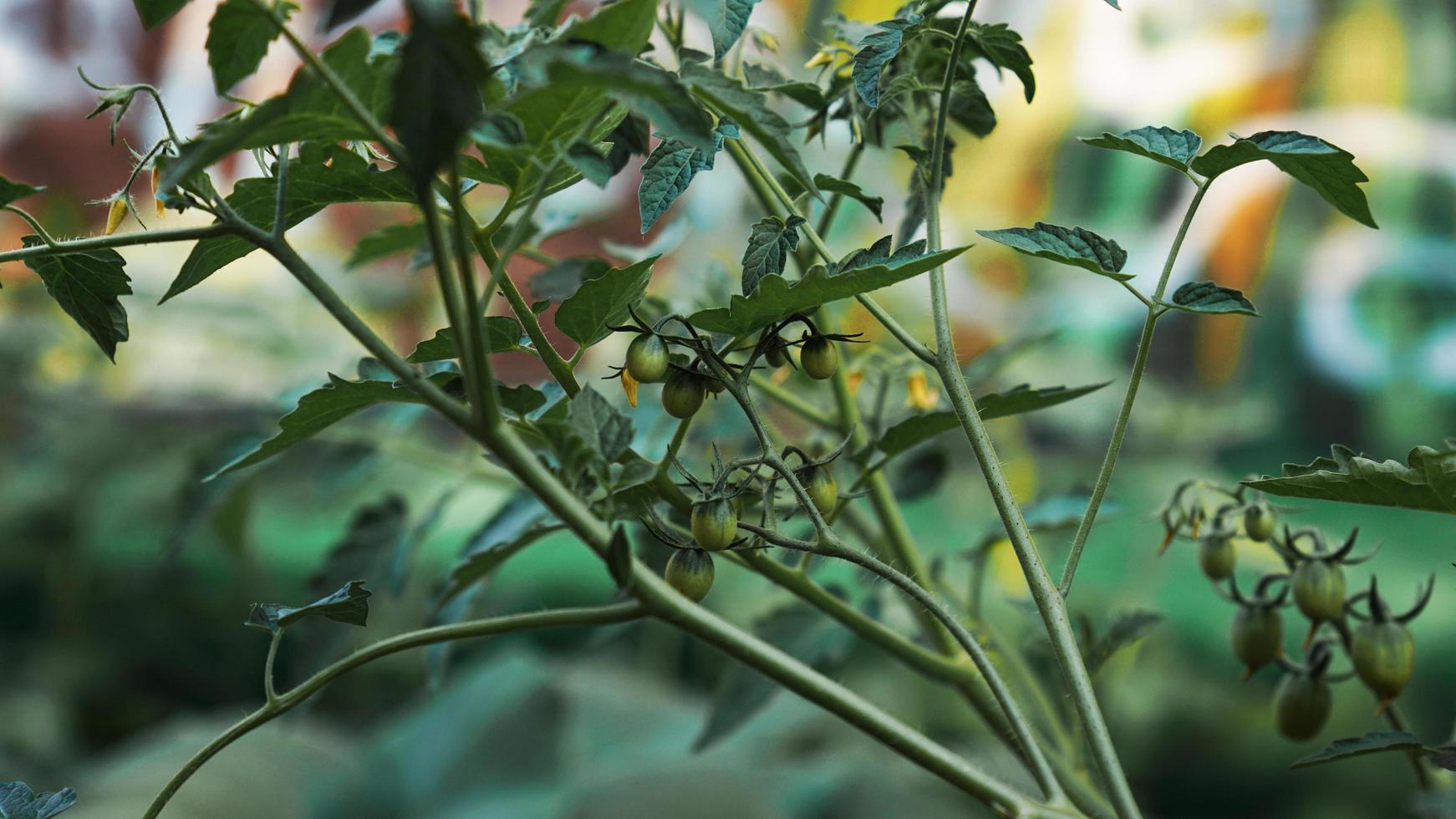 grüne Tomaten im Gemüsegarten. urbaner Gemüsegarten foto