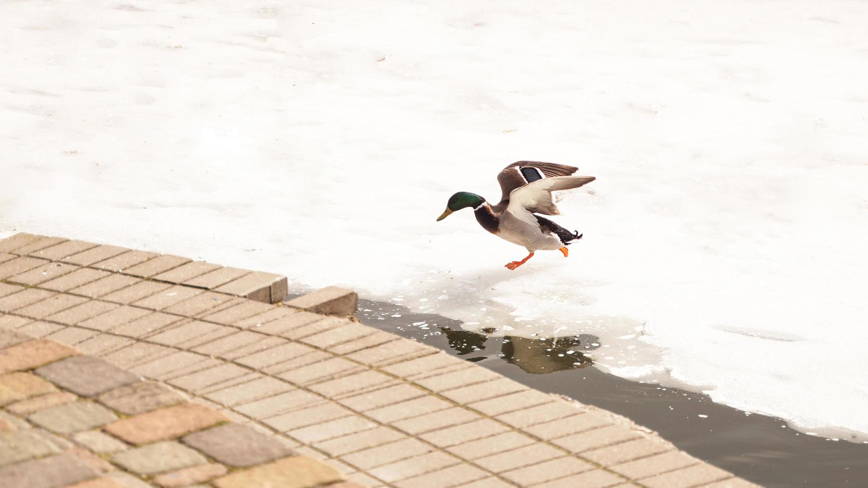 Enten laufen auf schmelzendem Eis. das gefrorene eis foto