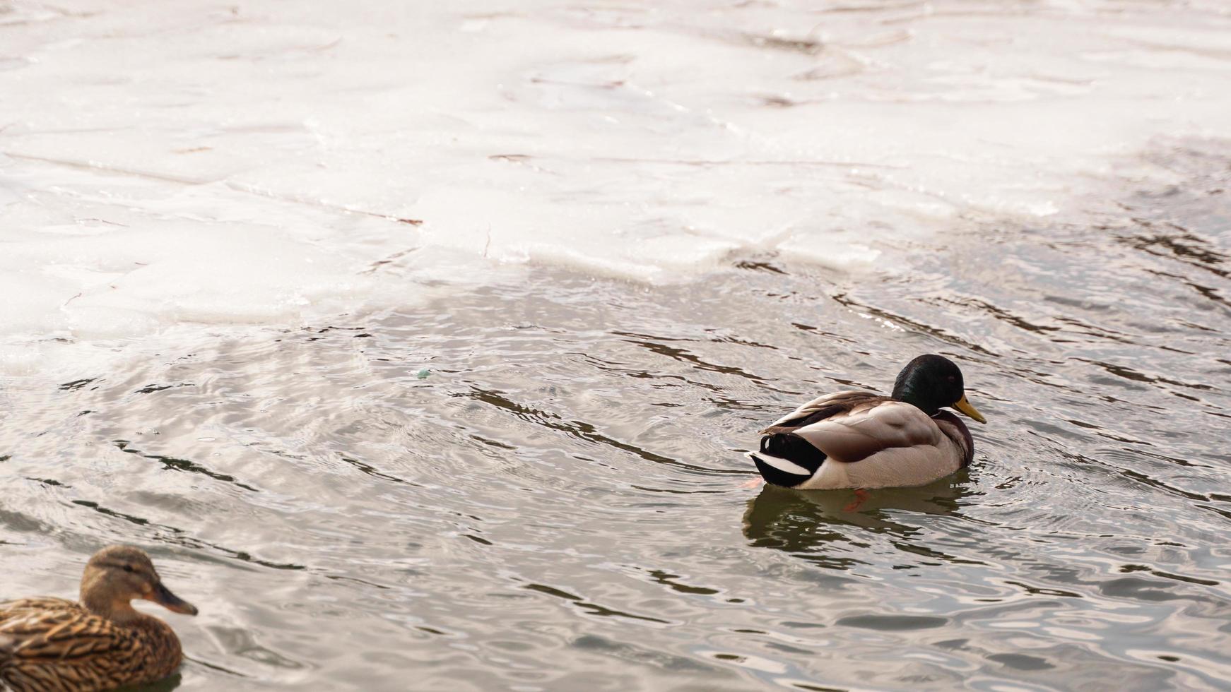 Enten laufen auf schmelzendem Eis. das gefrorene eis foto