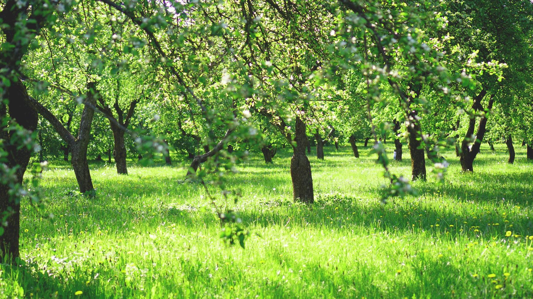 schöner Frühlingspark - leuchtend grüne Farben foto