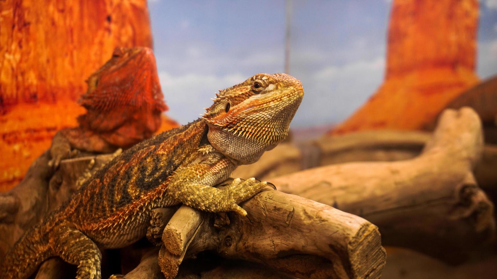 Reptil im Terrarium. Tiere im Zoo. foto