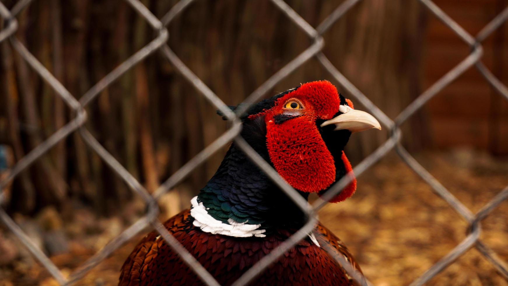 Jagd auf Fasan in einem Käfig. Vögel im Zoo oder Bauernhof foto