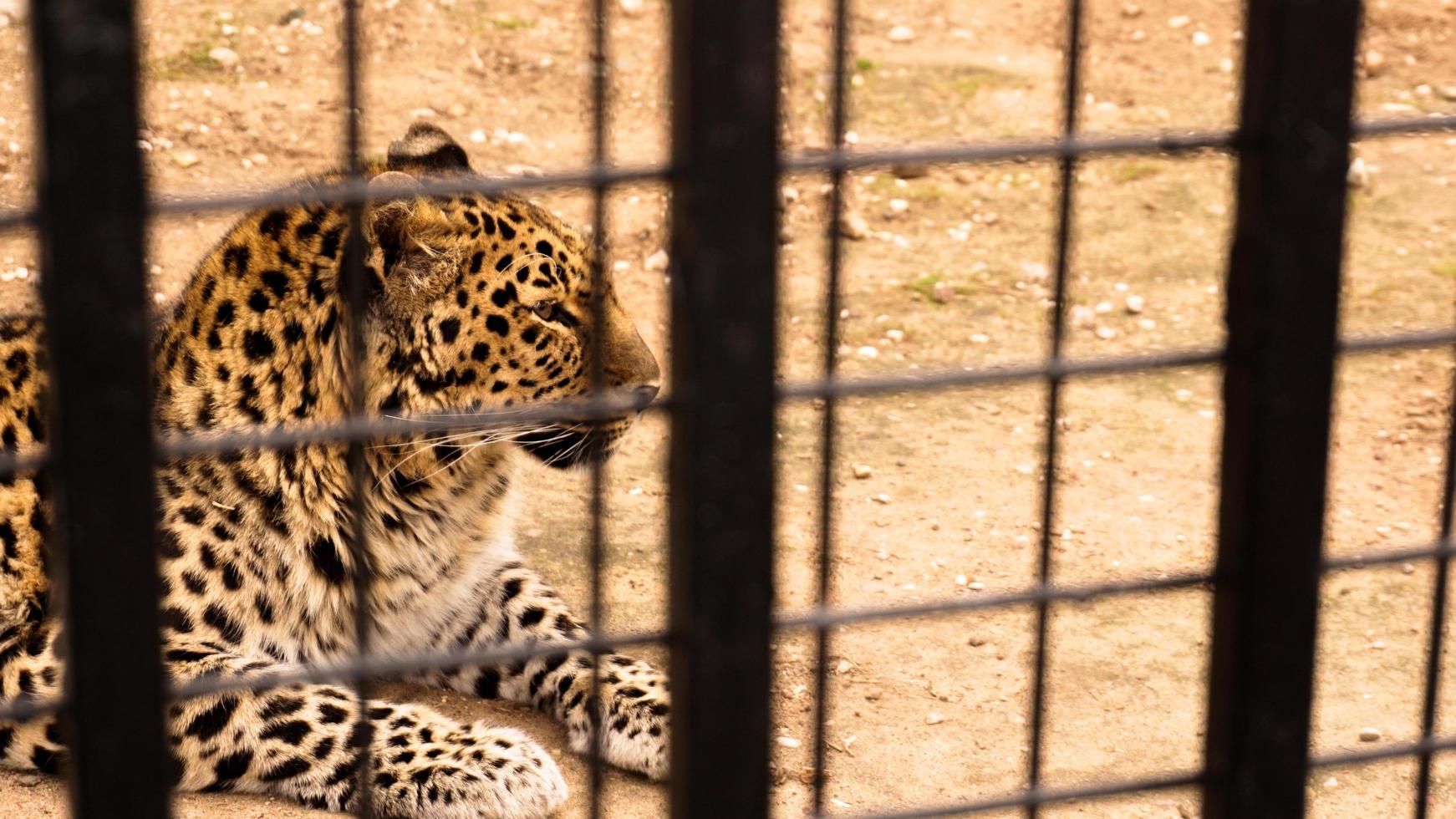 ein wilder leopard liegt auf dem sand. Leopard in einem Zookäfig foto