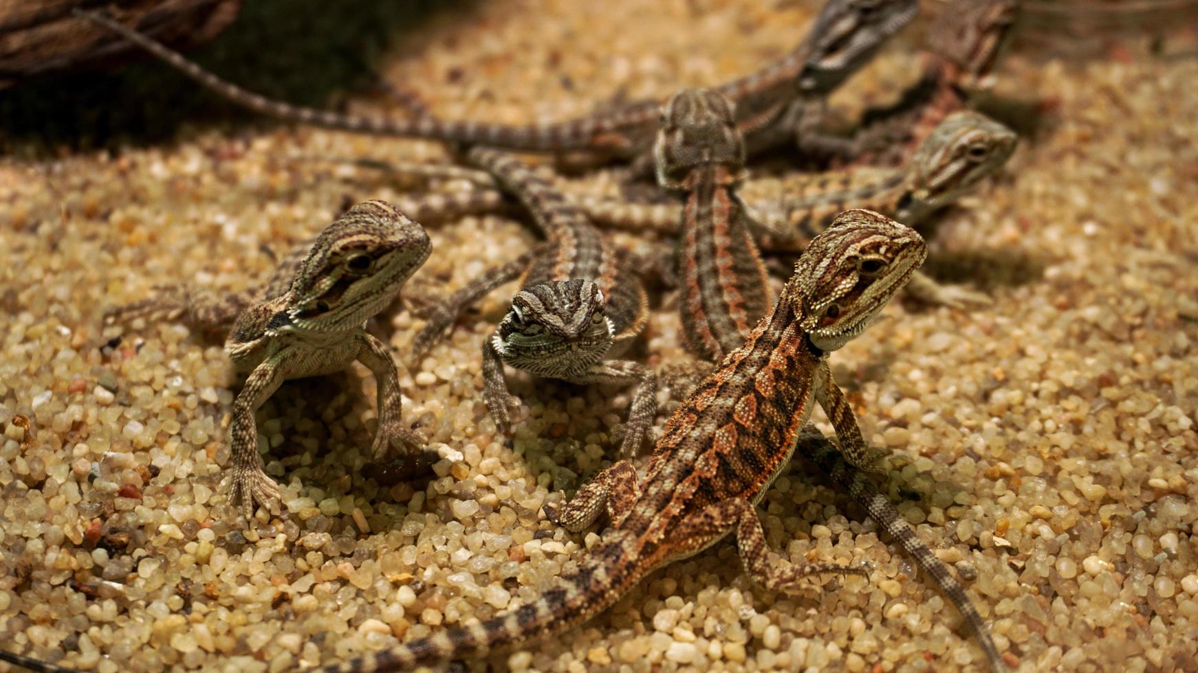 kleine Eidechsen im Terrarium. Tiere im Zoo. foto