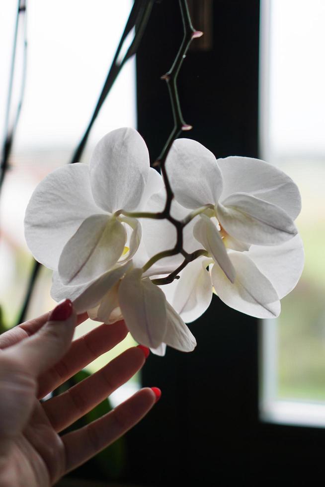 Blumentopf in der Nähe eines großen Fensters. weiße Orchidee auf der Fensterbank foto