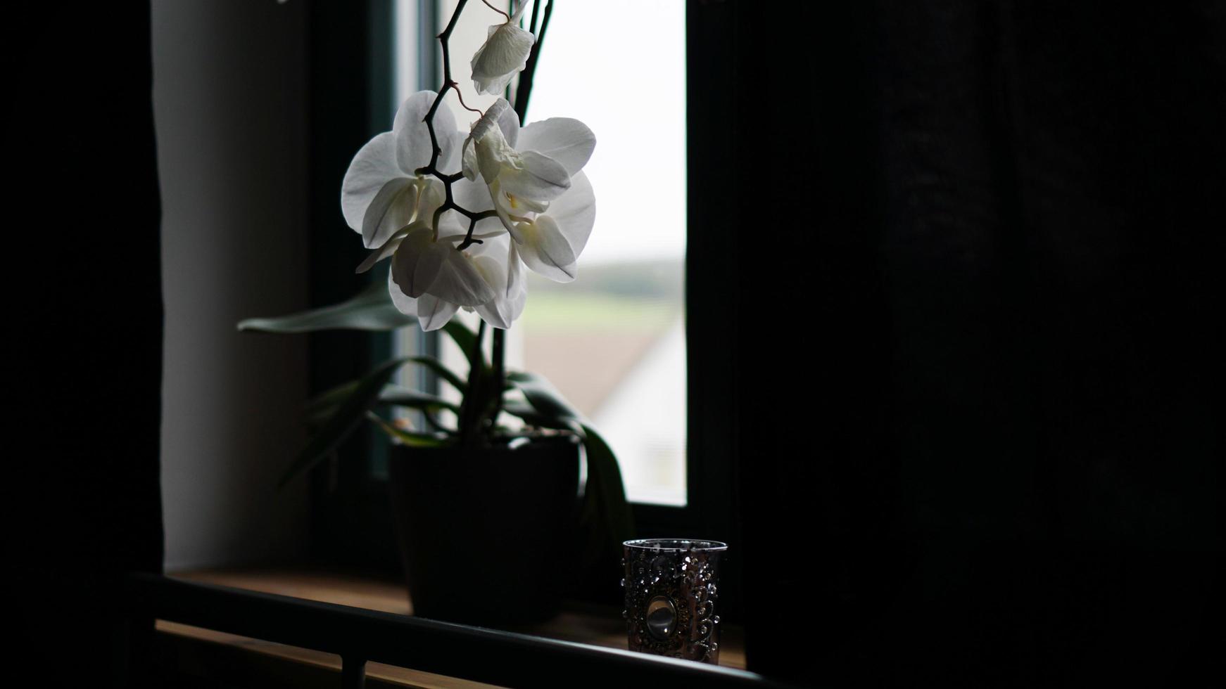 Blumentopf in der Nähe eines großen Fensters. weiße Orchidee auf der Fensterbank foto