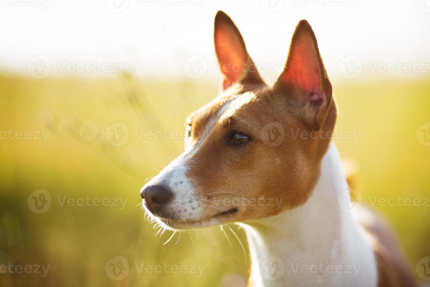 Maulkorb roter Basenji-Hund foto