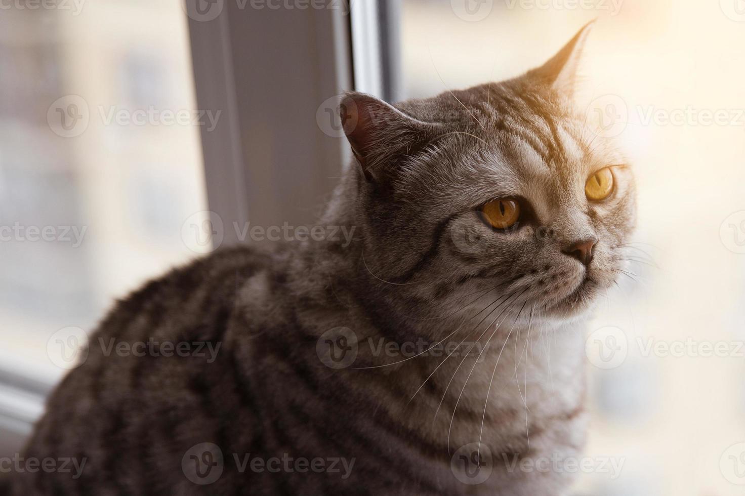 große katze sitzt am fenster foto