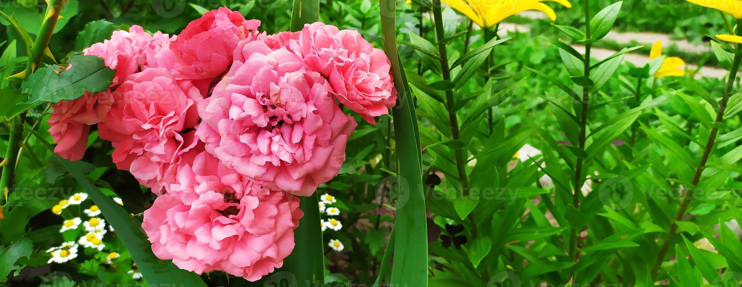 pinke Rose. Blühender Strauch im Garten im Sommer. floraler Hintergrund foto
