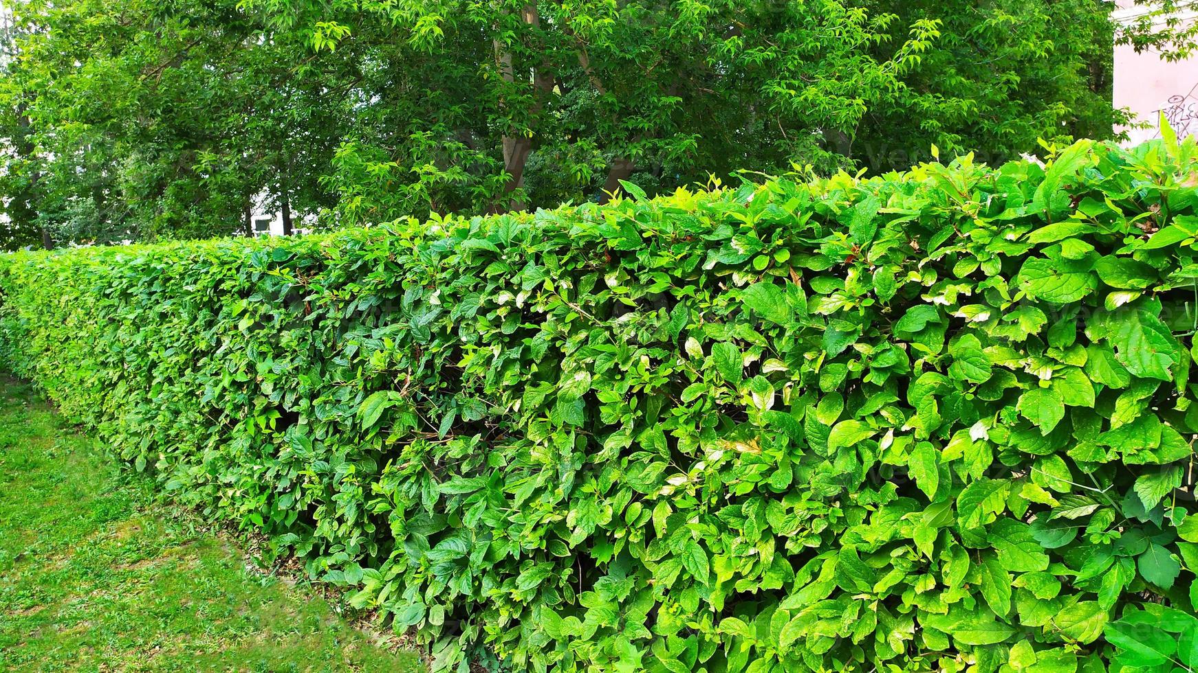 Ziersträucher. eine Mauer aus grünen Büschen. foto