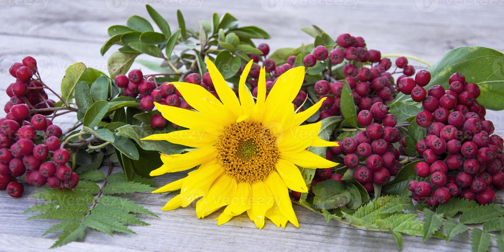 Vogelbeere und Sonnenblume auf einem hölzernen Hintergrund. Herbst Hintergrund foto