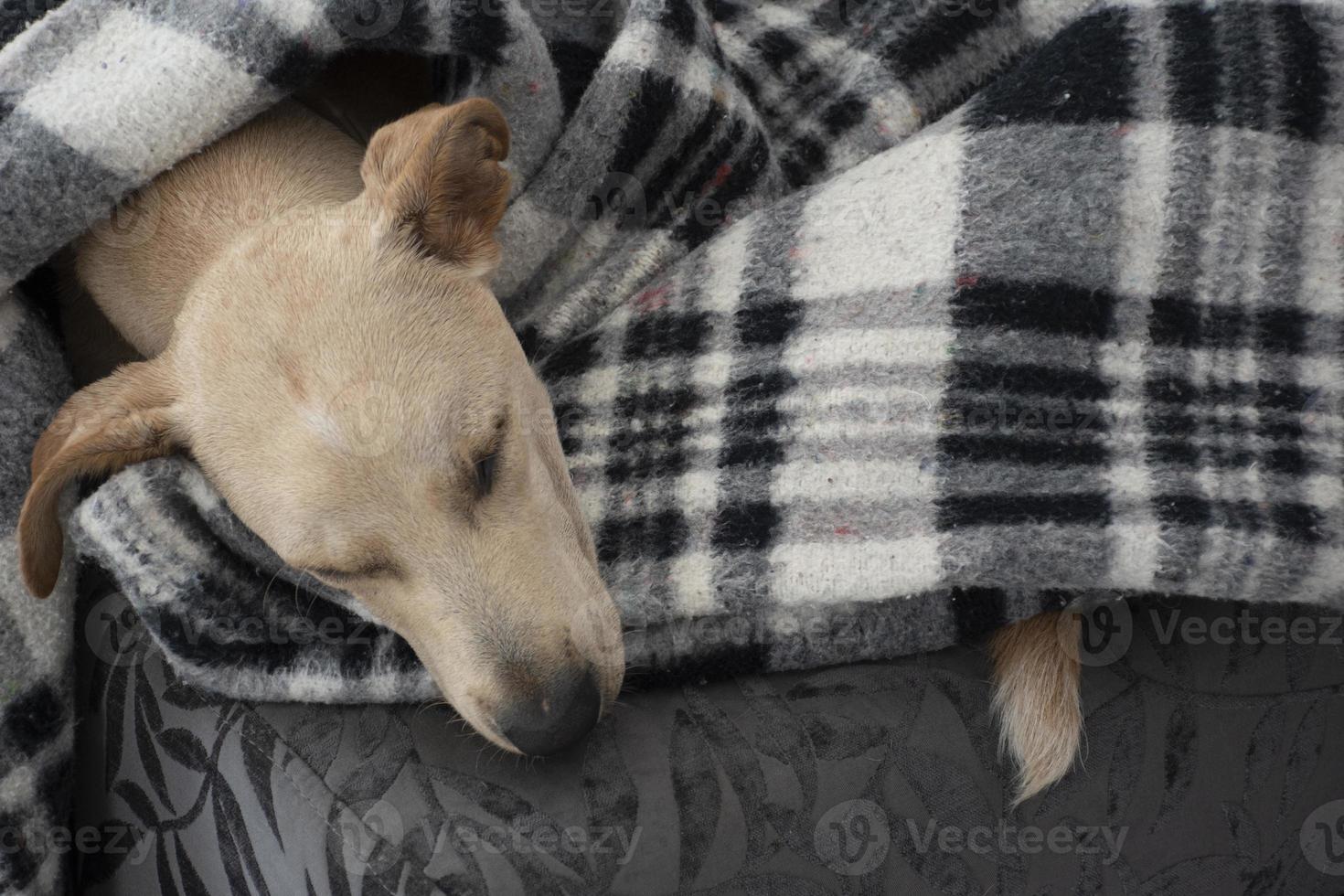 müder Hund, der unter Decke auf Ottomane schläft foto