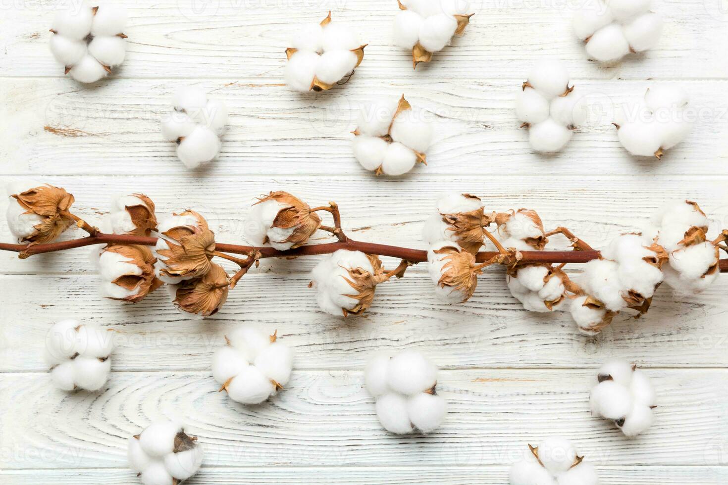Herbst Blumen- eben legen Hintergrund Komposition. getrocknet Weiß flauschige Baumwolle Blume Ast oben Aussicht auf farbig Tabelle mit Kopieren Raum foto