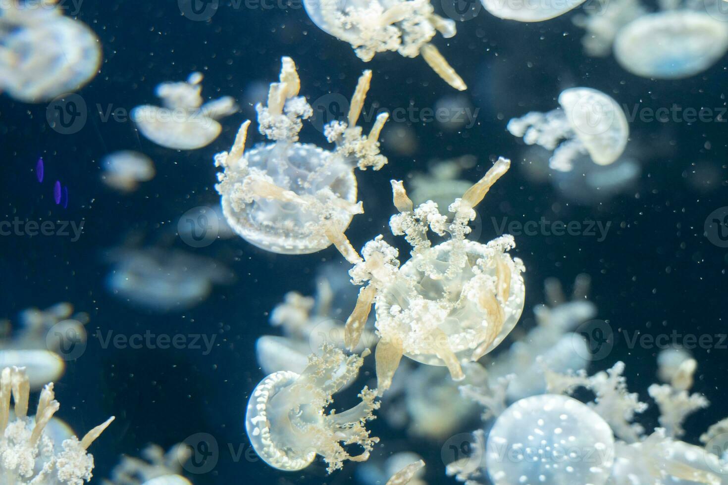 Vielfalt von Qualle im Aquarium Panzer. foto