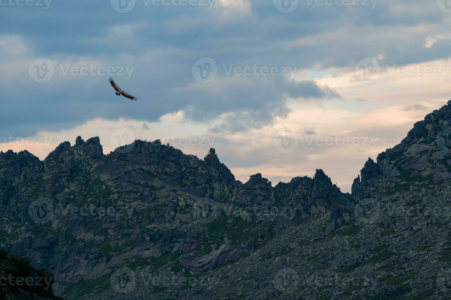 Vogel Geier schwebt Über ein Berg Senke mit Scharf Felsen. Geier fliegt Über das Abend Berg Schlucht. foto