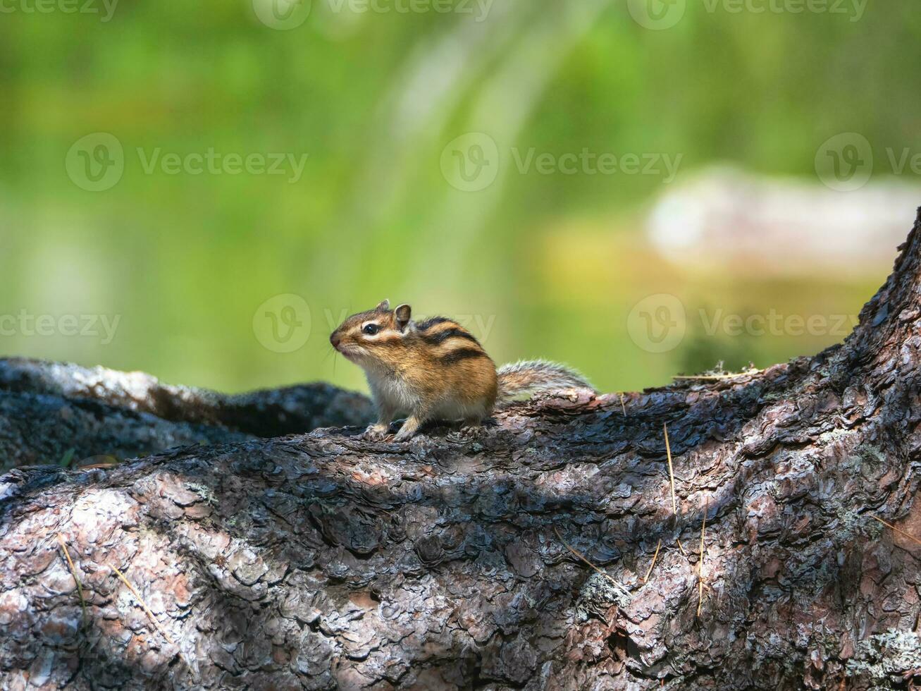 komisch Chipmunk auf ein Felsen angehoben es ist Pfote gegen das Hintergrund von saftig Wald Grün. Tierwelt Bild. foto