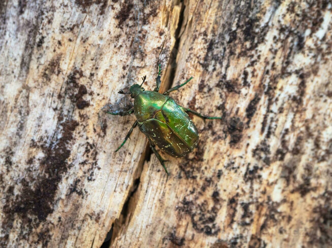 golden Bronze- Käfer auf das Rinde von ein Baum, Nahansicht. Makro. golden Bronze, Bronze- Käfer Nahansicht auf ein Licht hölzern Hintergrund. foto