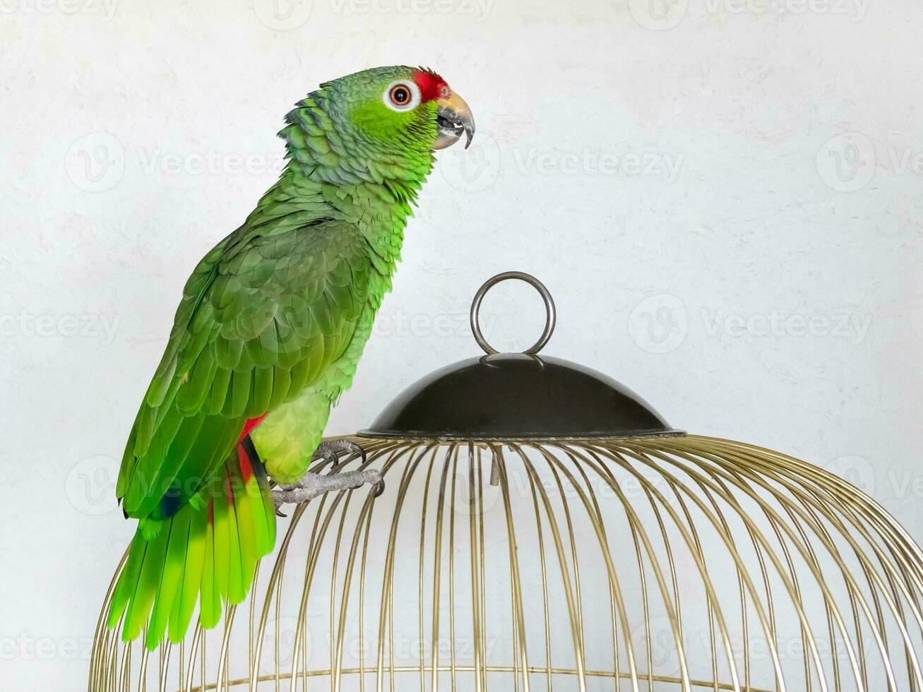 ein wütend groß Grün amazonisch Papagei ist Sitzung auf ein Käfig. Porträt von ein Papagei auf ein Weiß Hintergrund. Zucht Singvögel beim heim. foto