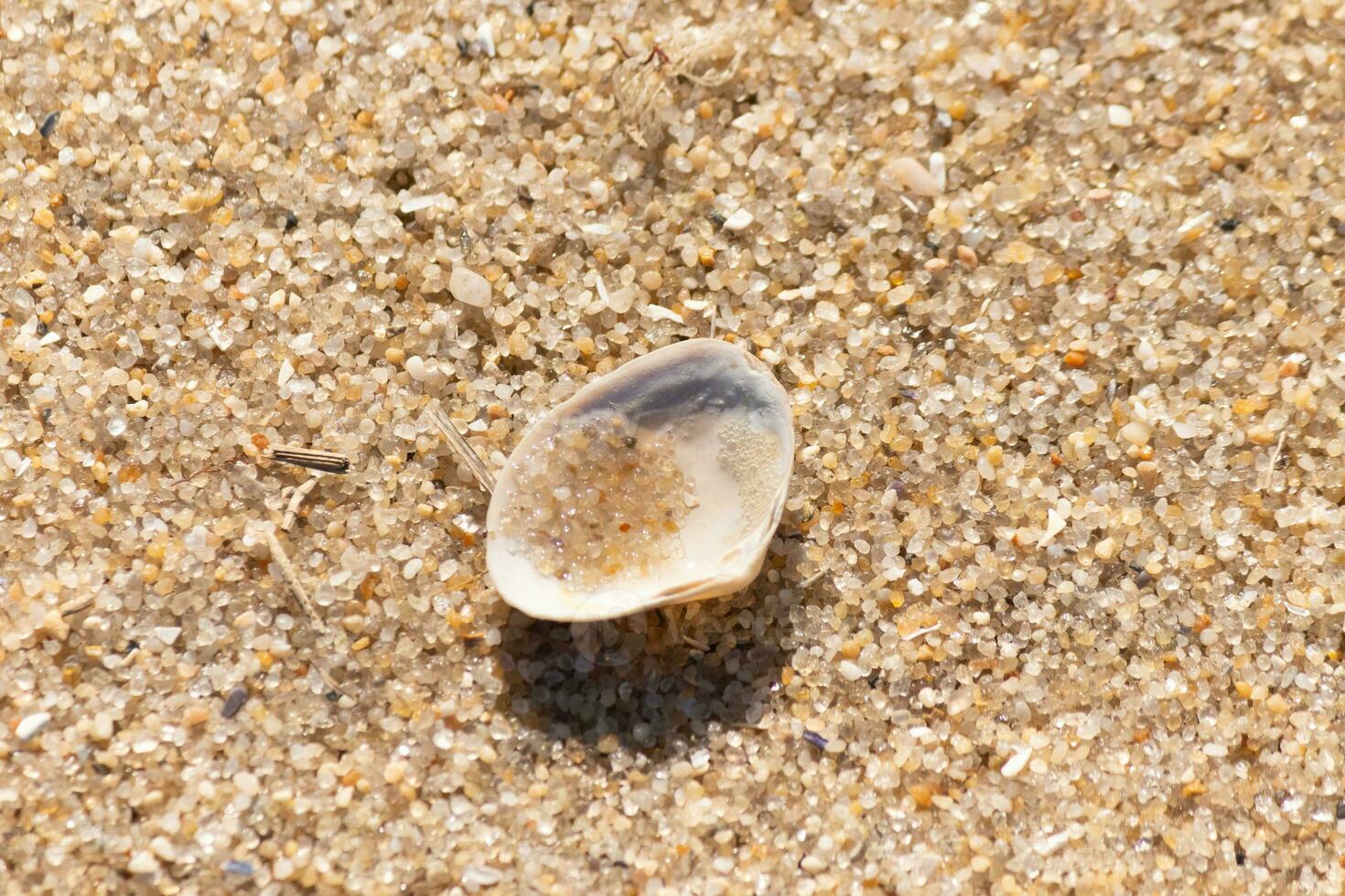 diese schön Muschel Schale war Kopf Nieder auf das Strand wann ich Werkzeug das Bild. das wenig bisschen von Sand legen im Es. ich geliebt das aussehen von das Sand und winzig Kieselsteine Das umgeben es und das Textur. foto