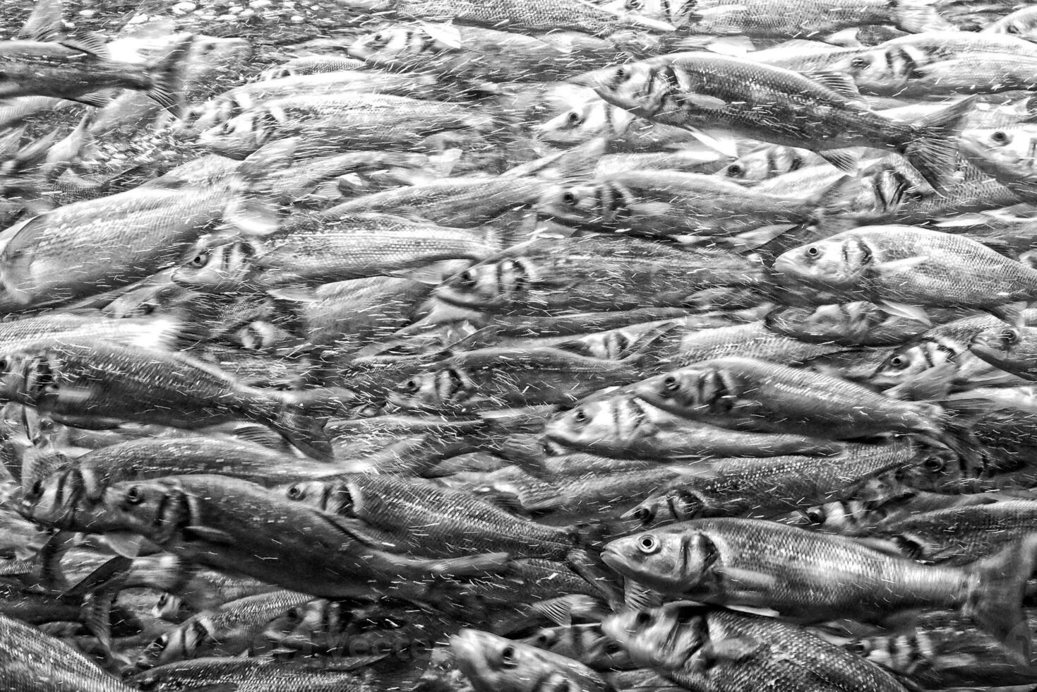 Original Hintergrund mit Fisch Schwimmen schließen zusammen im ein Schule im das Ozean foto