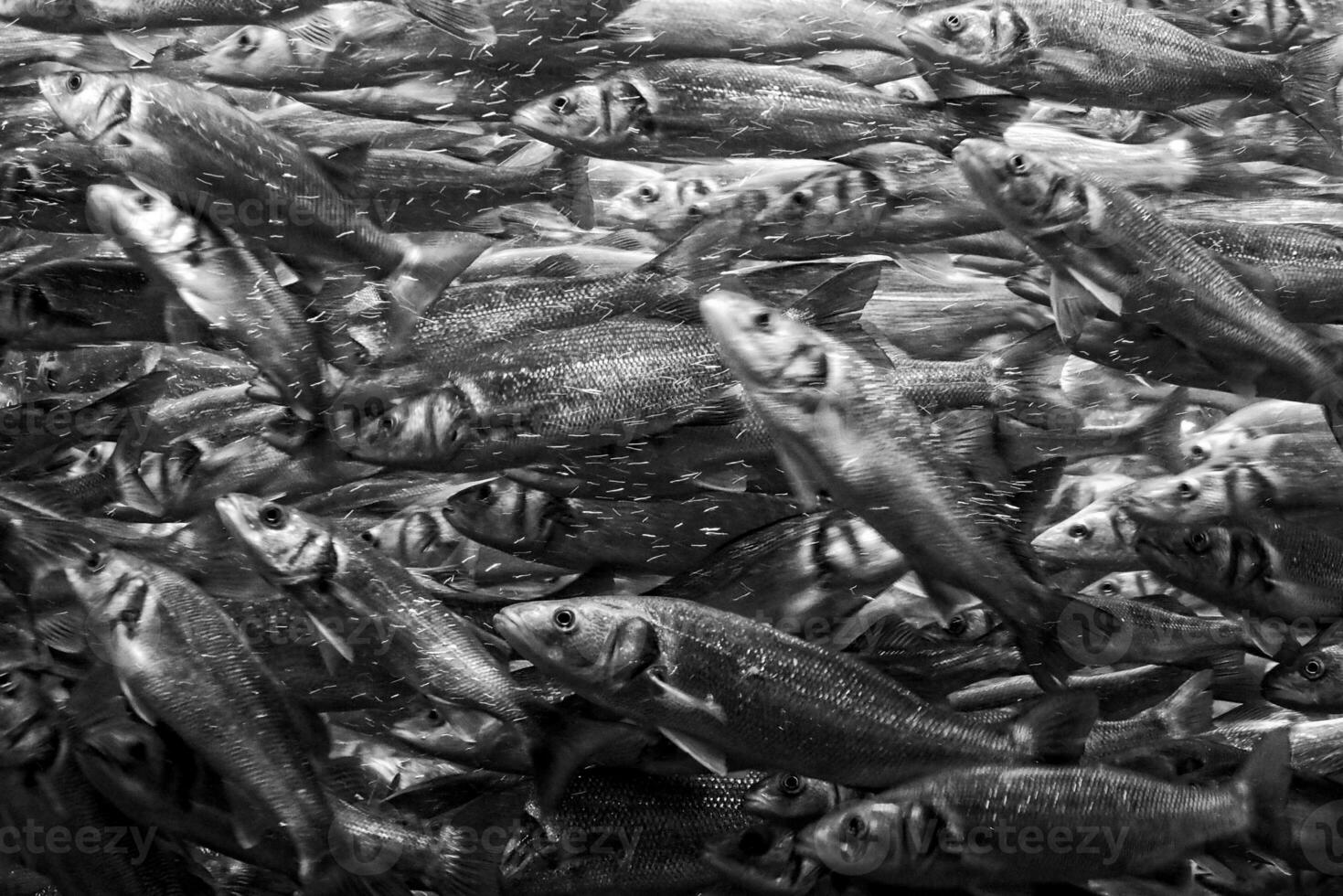 Original Hintergrund mit Fisch Schwimmen schließen zusammen im ein Schule im das Ozean foto