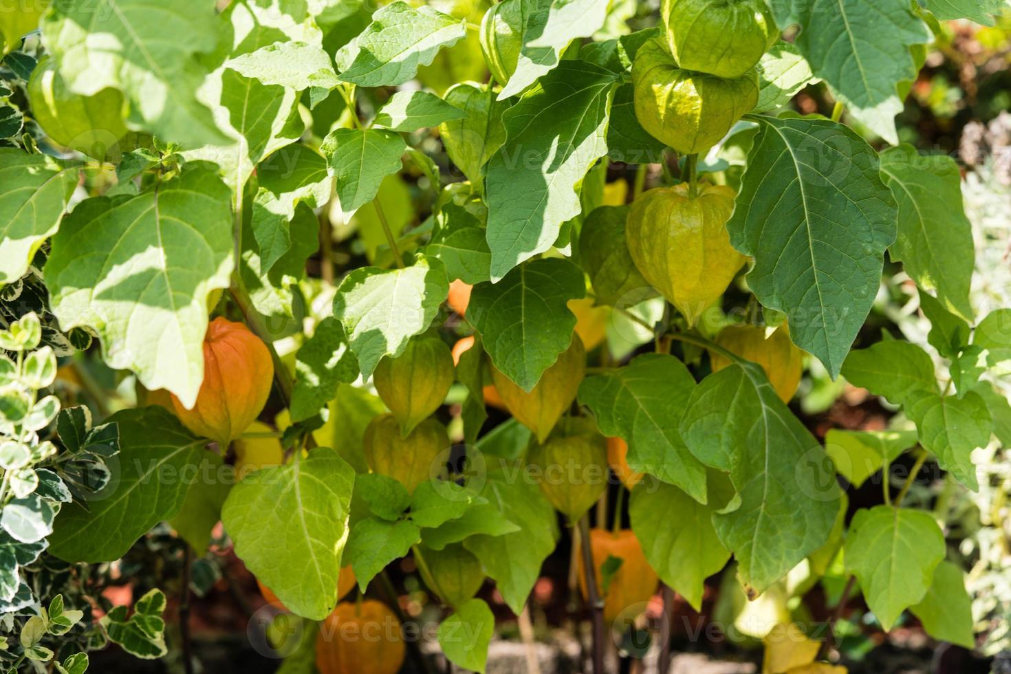 die Orangenfrucht Physalis Peruviana foto