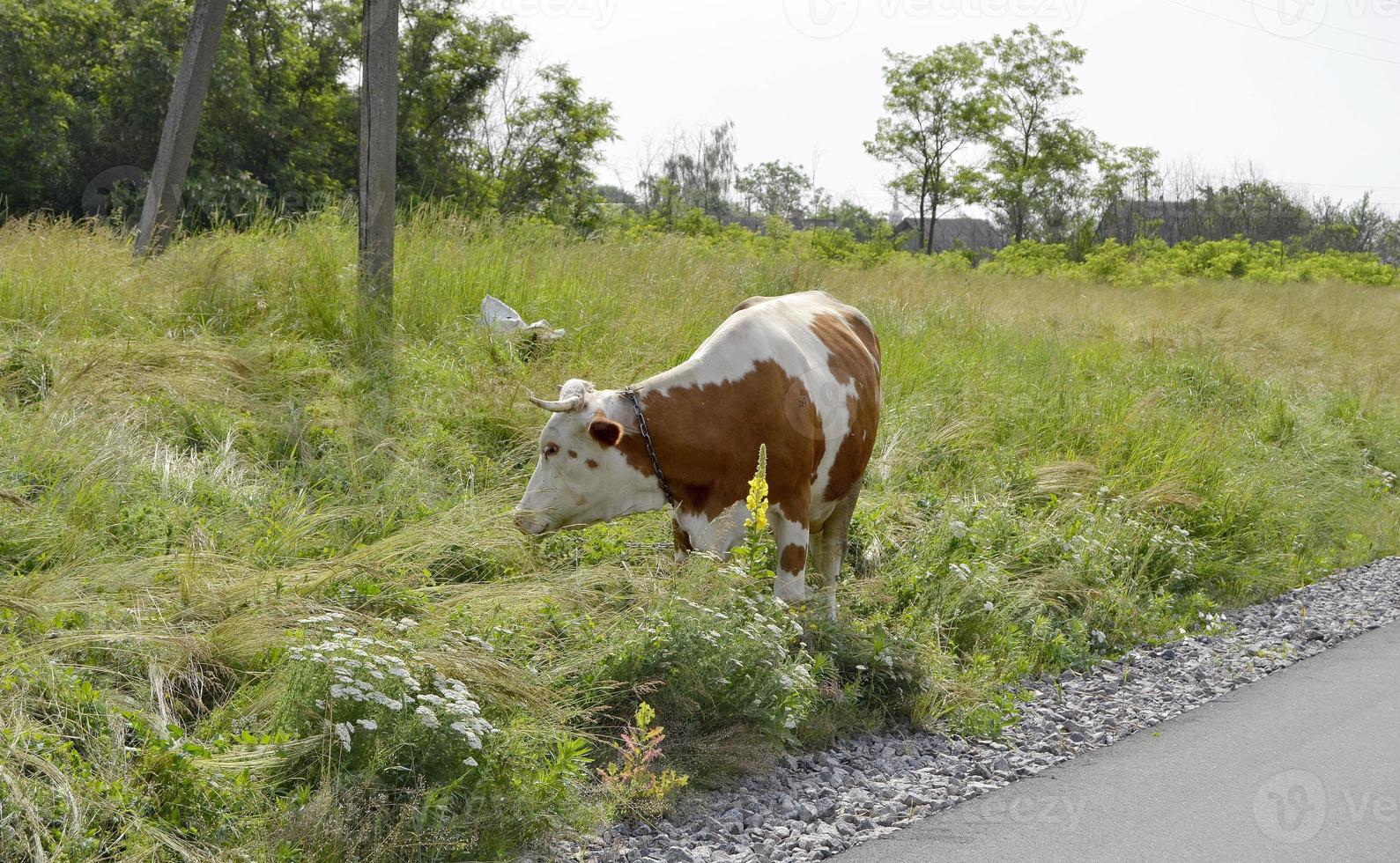 schöne große milchkuh weidet auf grüner wiese foto