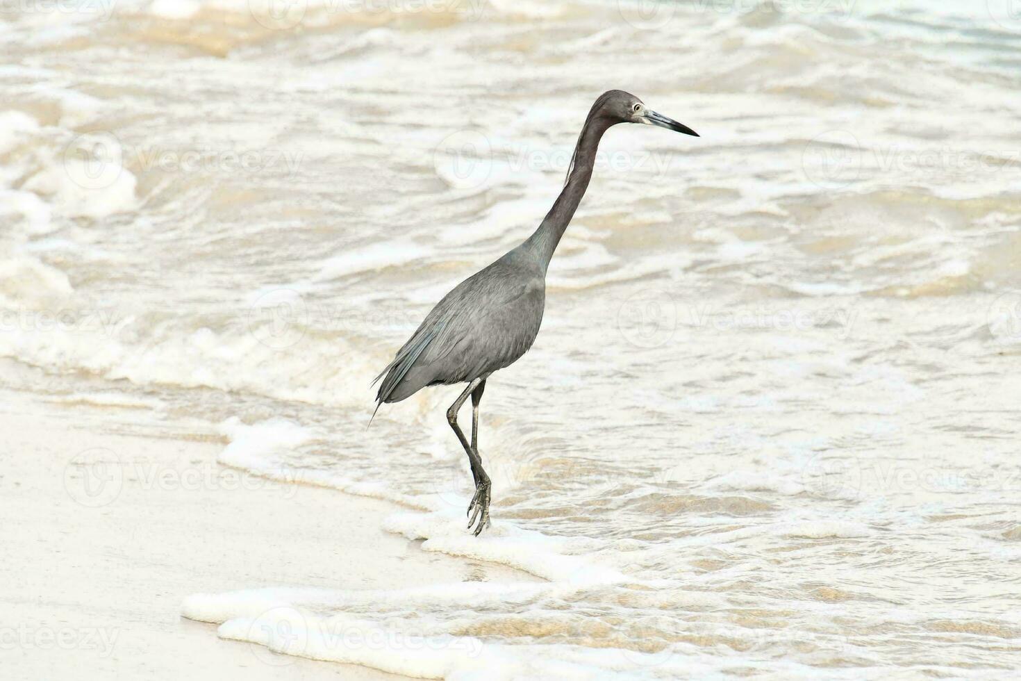 ein Vogel Gehen auf das Strand in der Nähe von das Wasser foto