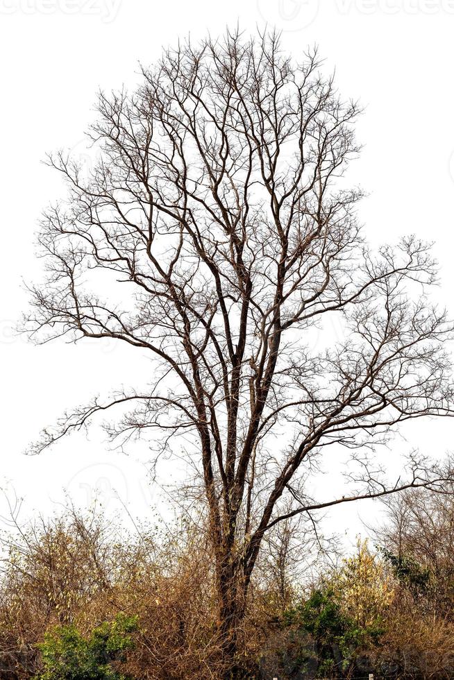 Zusammenfassung von trockenem Baum foto