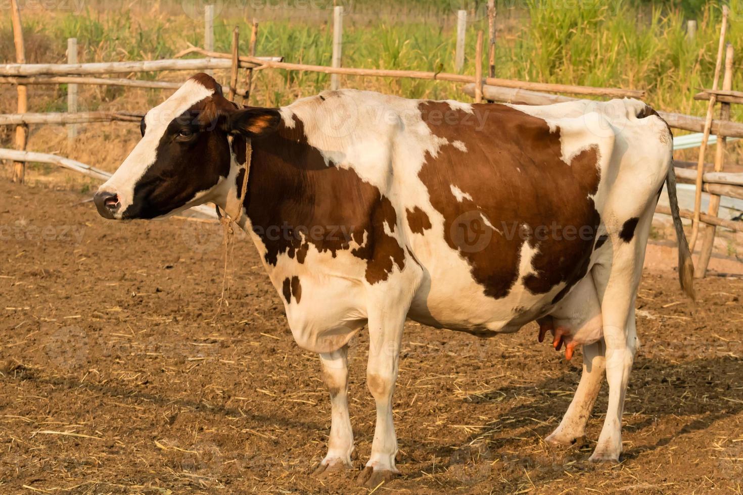 braune und weiße Kuh in lokaler Farm foto